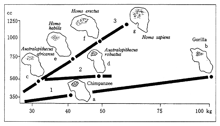 Fig. 1-1-4 Relationship between Brain Capacity and Body Weight