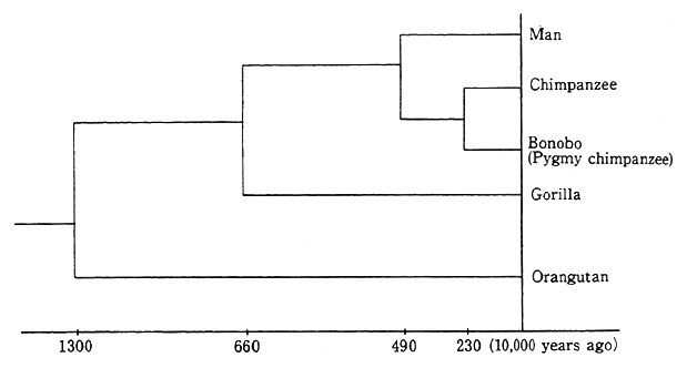 Fig. 1-1-5 Date of Separation according to Mitochondrial DNA