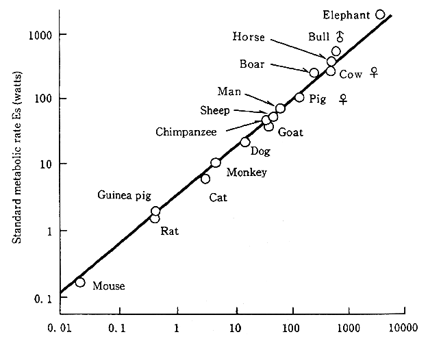 Fig. 1-1-12 Relationship between Metabolic Rate and Body Weight (Mammals)