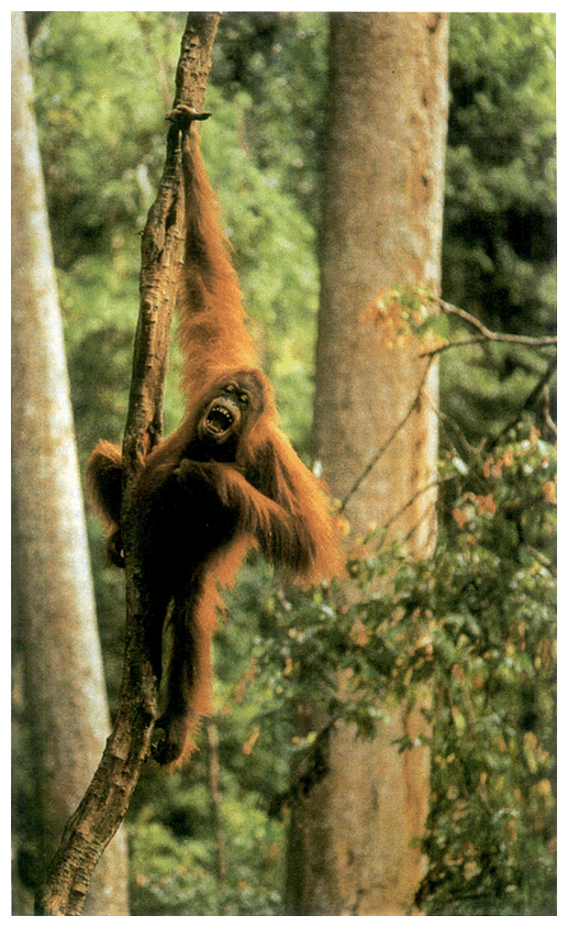 Orangutan (endangered species)