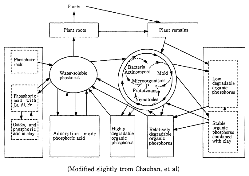 Fig. 3-1-6 Phosphorus Cycle in the Soil