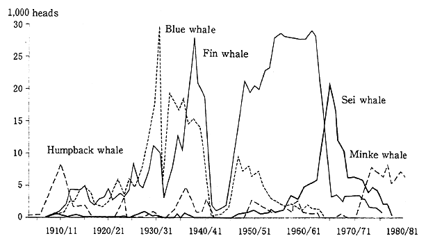 Fig. 5-6-4 Whale Catch in the Antarctic Ocean from the 1904-1905 Season through the 1980-1981 Season