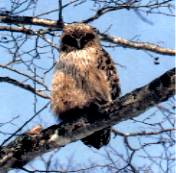 Blakiston's fish owl