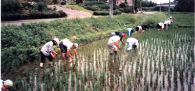 Rice planting jointly carried out by citizens and farmers