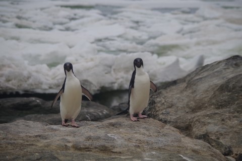 アデリーペンギン