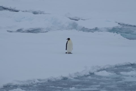 コウテイペンギン