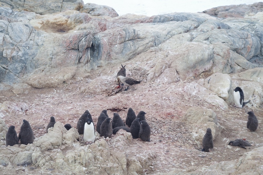 アデリーペンギンのルッカリーで雛を捕食するトウゾクカモメ
