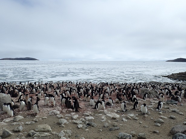 ペンギンチームが調査を行っている露岩域「ラングホブデ」の水くぐり浦にあるペンギンのルッカリー