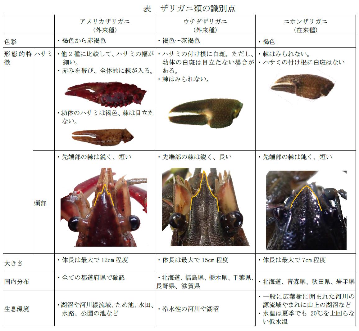 ザリガニ類の識別点