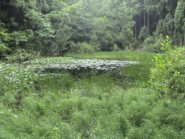 石川県金沢市のシャープゲンゴロウモドキの生息していた池　侵入前 2003年