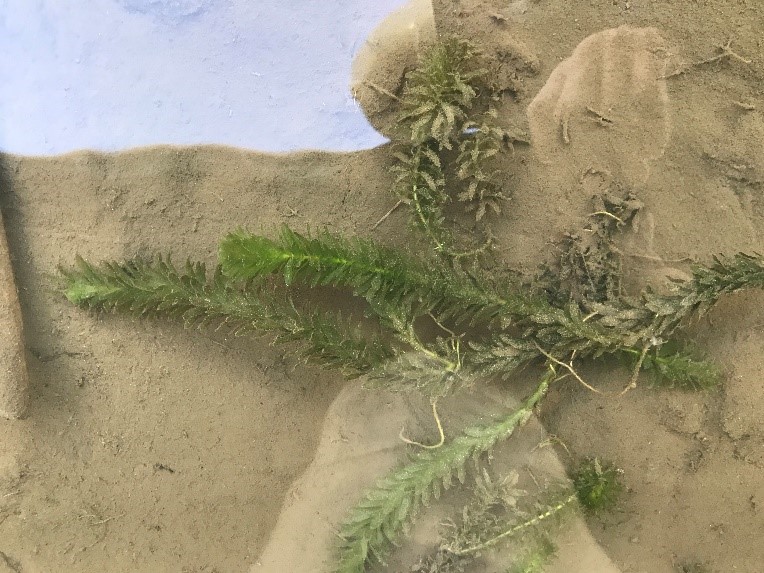 アメリカザリガニの存在により繁茂する可能性のある外来水草オオカナダモ