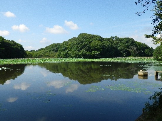 茨城県土浦市のため池　アメリカザリガニ大発生前2012年8月