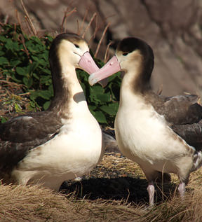 写真：アホウドリ