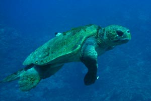 写真：アカウミガメ