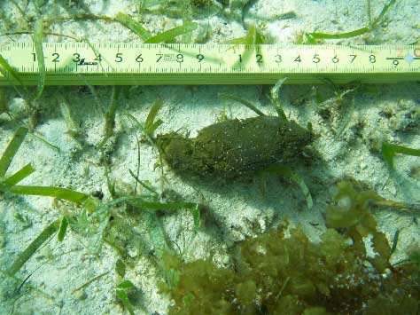 写真２「辺野古地区で確認された大型動物の糞１」