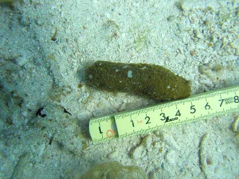 写真２「辺野古地区で確認された大型動物の糞２」