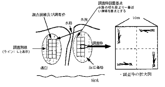 図２「調査枠の設置と観察のイメージ図」