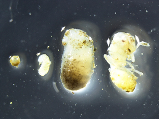 8月28日に発見されたヒアリ（静岡県提供）：左からタマゴ、若齢幼虫、終齢幼虫、サナギ