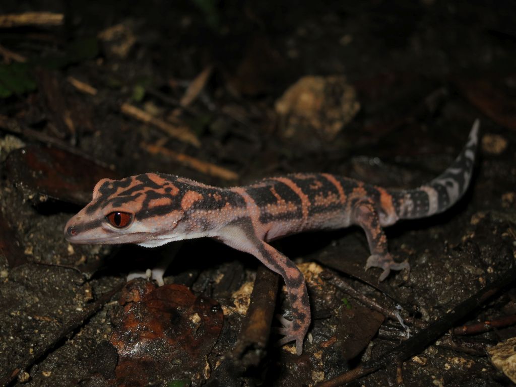 写真：ケラマトカゲモドキ