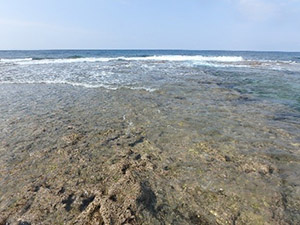 干出した礁原