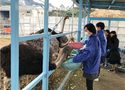 ダチョウに餌をあげる体験活動の様子