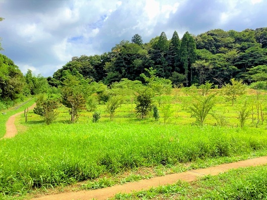 「森の墓苑」全景