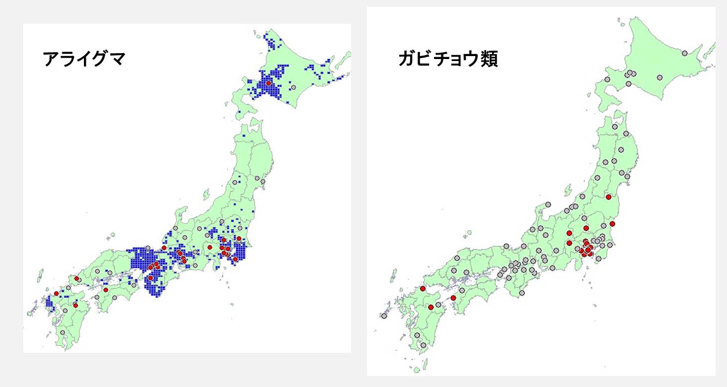 アライグマ（左）とガビチョウ類（右）の全国の調査サイトでの確認状況