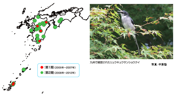 図：リュウキュウサンショウクイが確認されたサイト