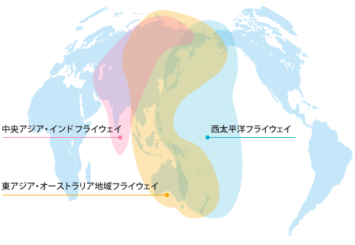 渡り性水鳥の渡り経路