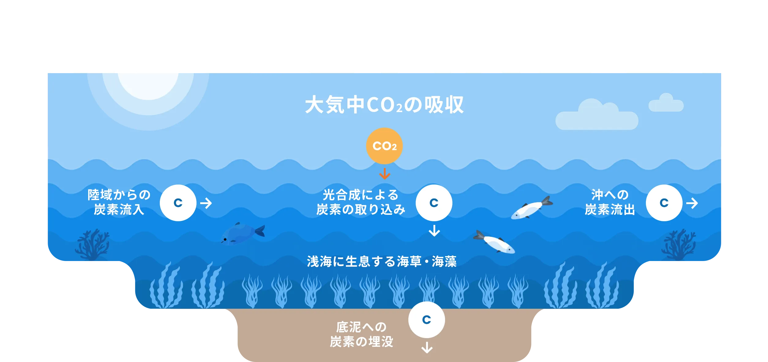 BLUE CARBON