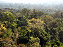 国際的な森林保全対策