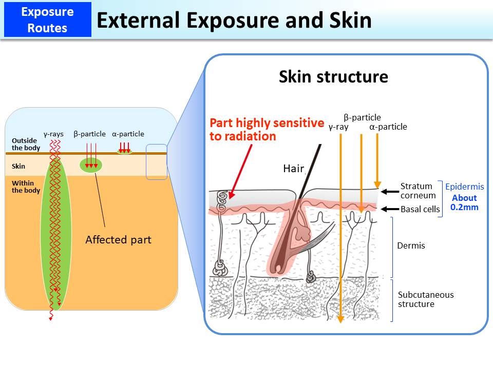 External Exposure and Skin_Figure