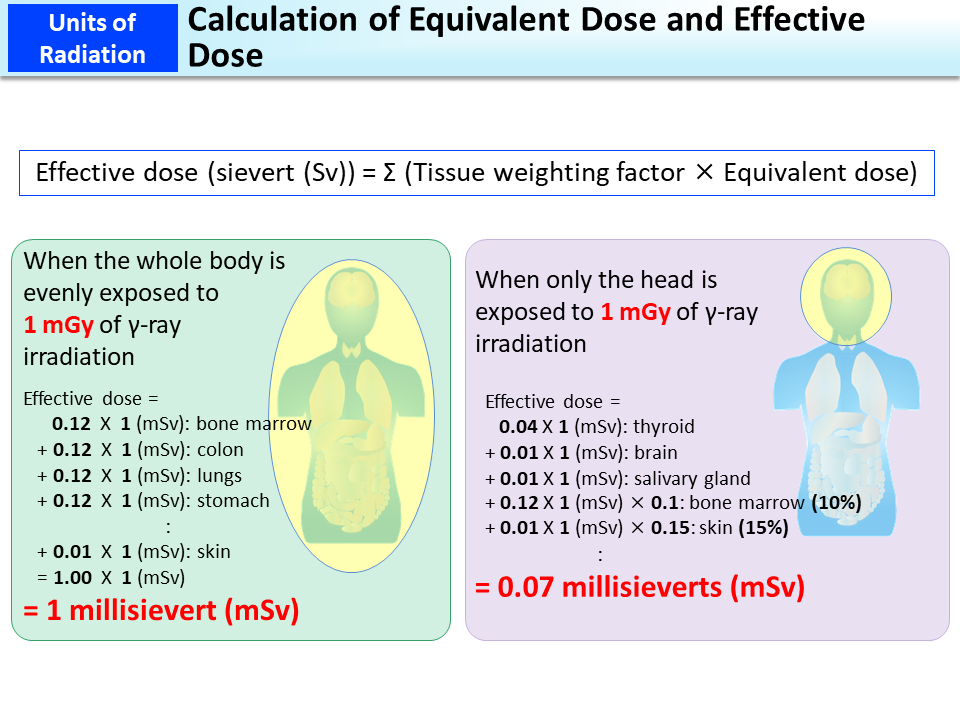 calculation-of-equivalent-dose-and-effective-dose-moe