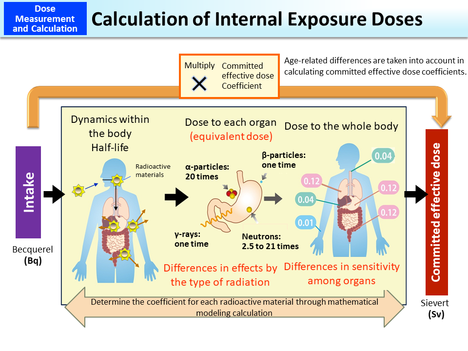 Calculation of Internal Exposure Doses_Figure