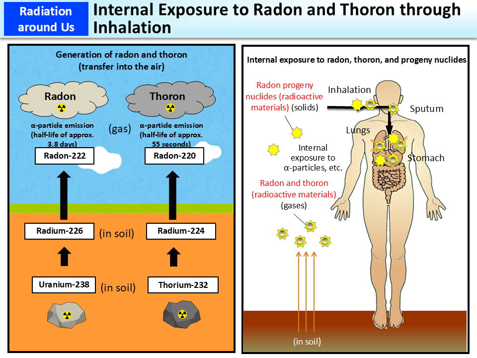 Internal Exposure to Radon and Thoron through Inhalation_Figure