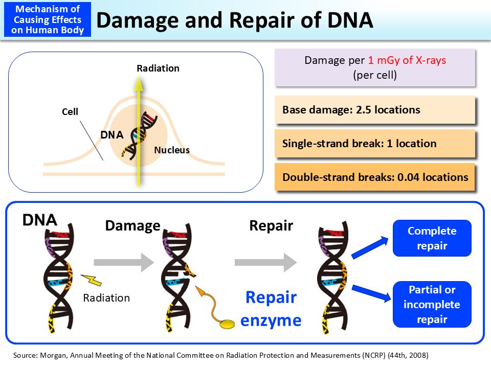 presentation on dna repair mechanism