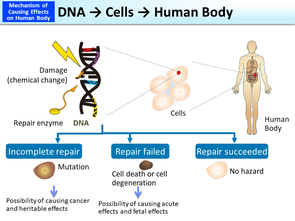 DNA→Cells→Human Body_Figure