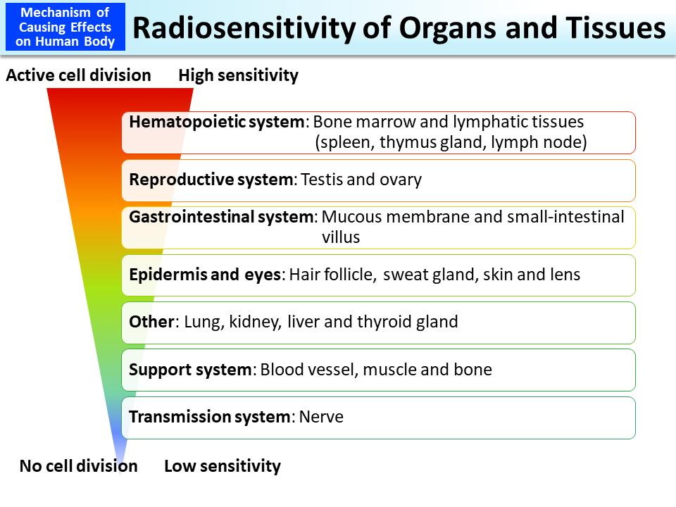 Radiosensitivity of Organs and Tissues_Figure