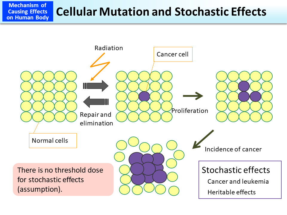 Cellular Mutation and Stochastic Effects_Figure
