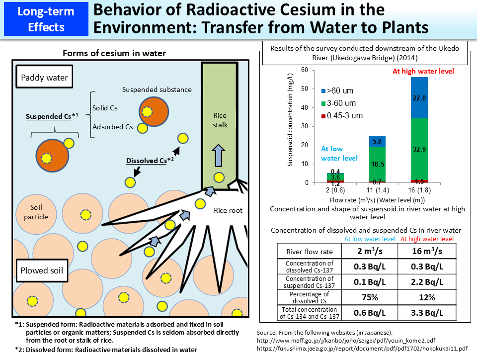 Behavior of Radioactive Cesium in the Environment: Transfer from Water to Plants_Figure