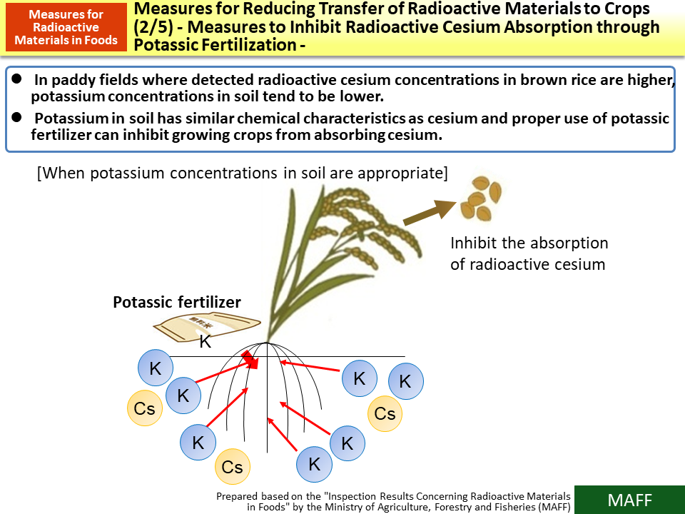 Measures for Reducing Transfer of Radioactive Materials to Crops (2/5) - Measures to Inhibit Radioactive Cesium Absorption through Potassic Fertilization -_Figure