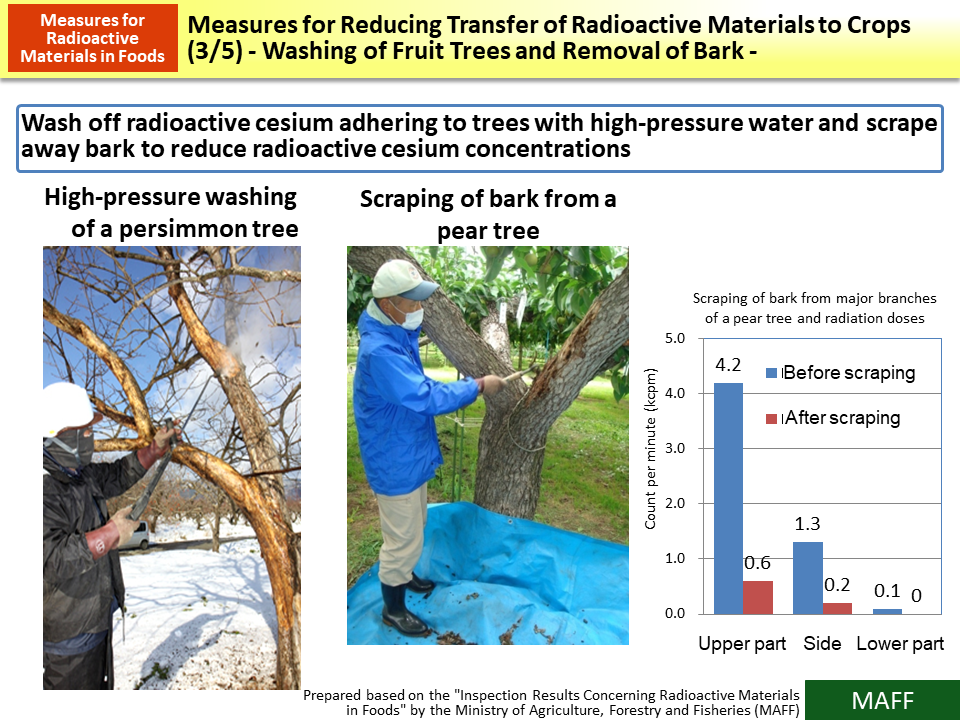 Measures for Reducing Transfer of Radioactive Materials to Crops (3/5) - Washing of Fruit Trees and Removal of Bark -_Figure