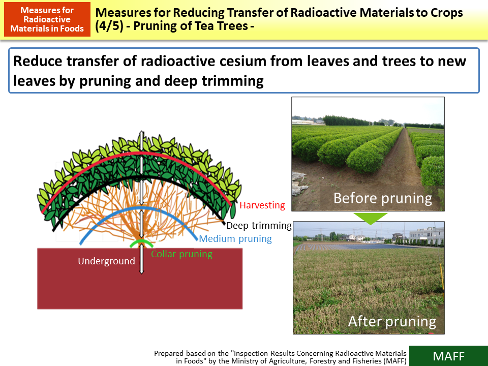 Measures for Reducing Transfer of Radioactive Materials to Crops (4/5) - Pruning of Tea Trees -_Figure