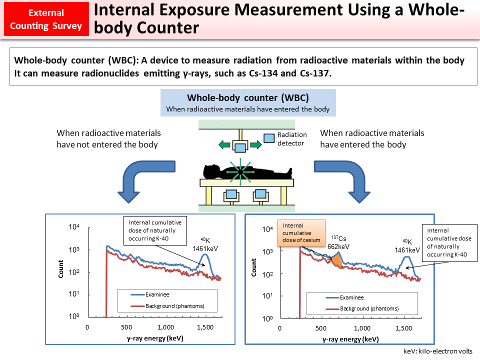 Internal Exposure Measurement Using a Whole-body Counter_Figure