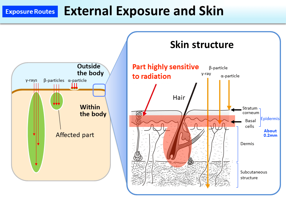 External Exposure and Skin_Figure