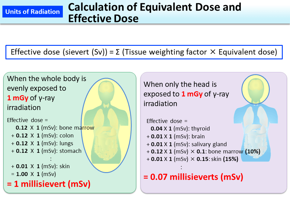 Calculation of Equivalent Dose and Effective Dose_Figure