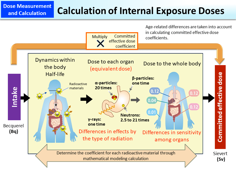Calculation of Internal Exposure Doses_Figure