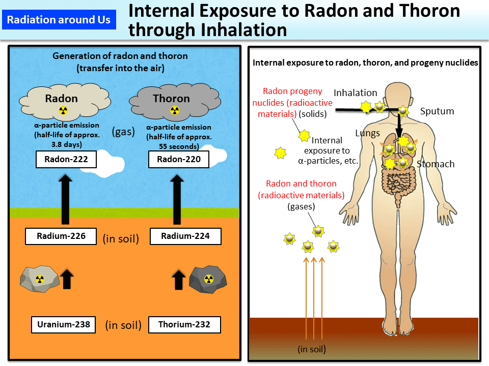 Internal Exposure to Radon and Thoron through Inhalation_Figure