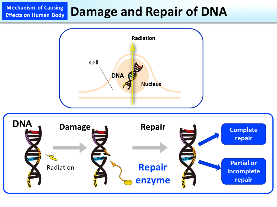 Damage and Repair of DNA_Figure