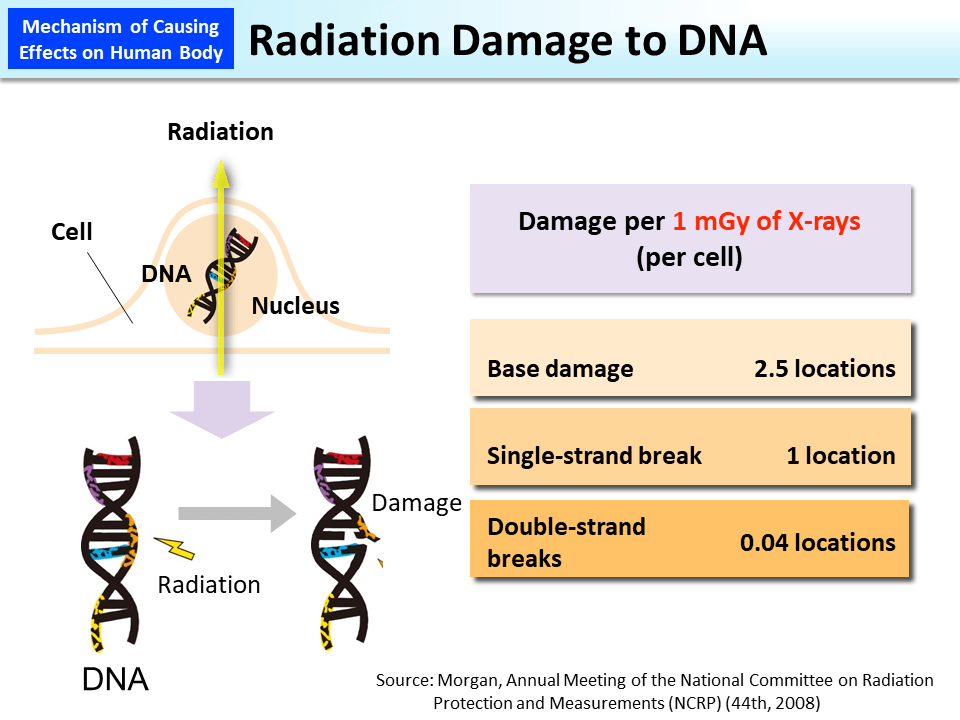Radiation Damage to DNA_Figure